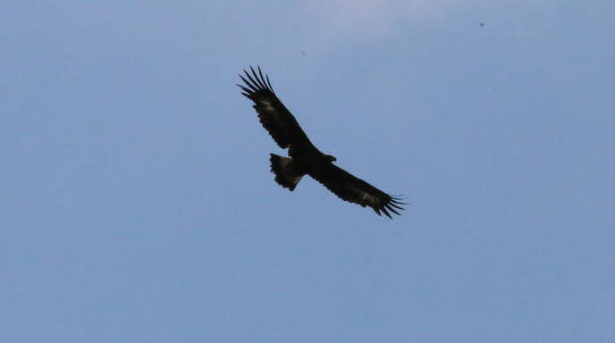 Der junge Steinadler sucht einen Brutplatz im Schwarzwald.